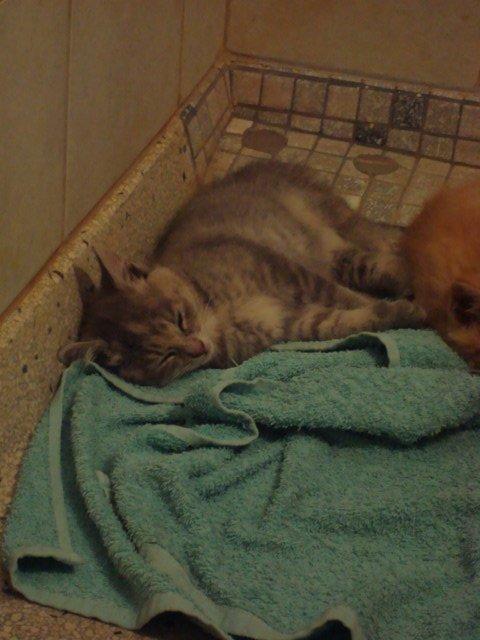 Huskat Thilde billede 4