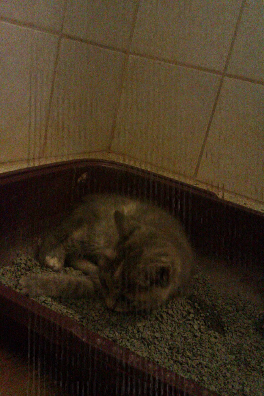 Huskat Thilde billede 5