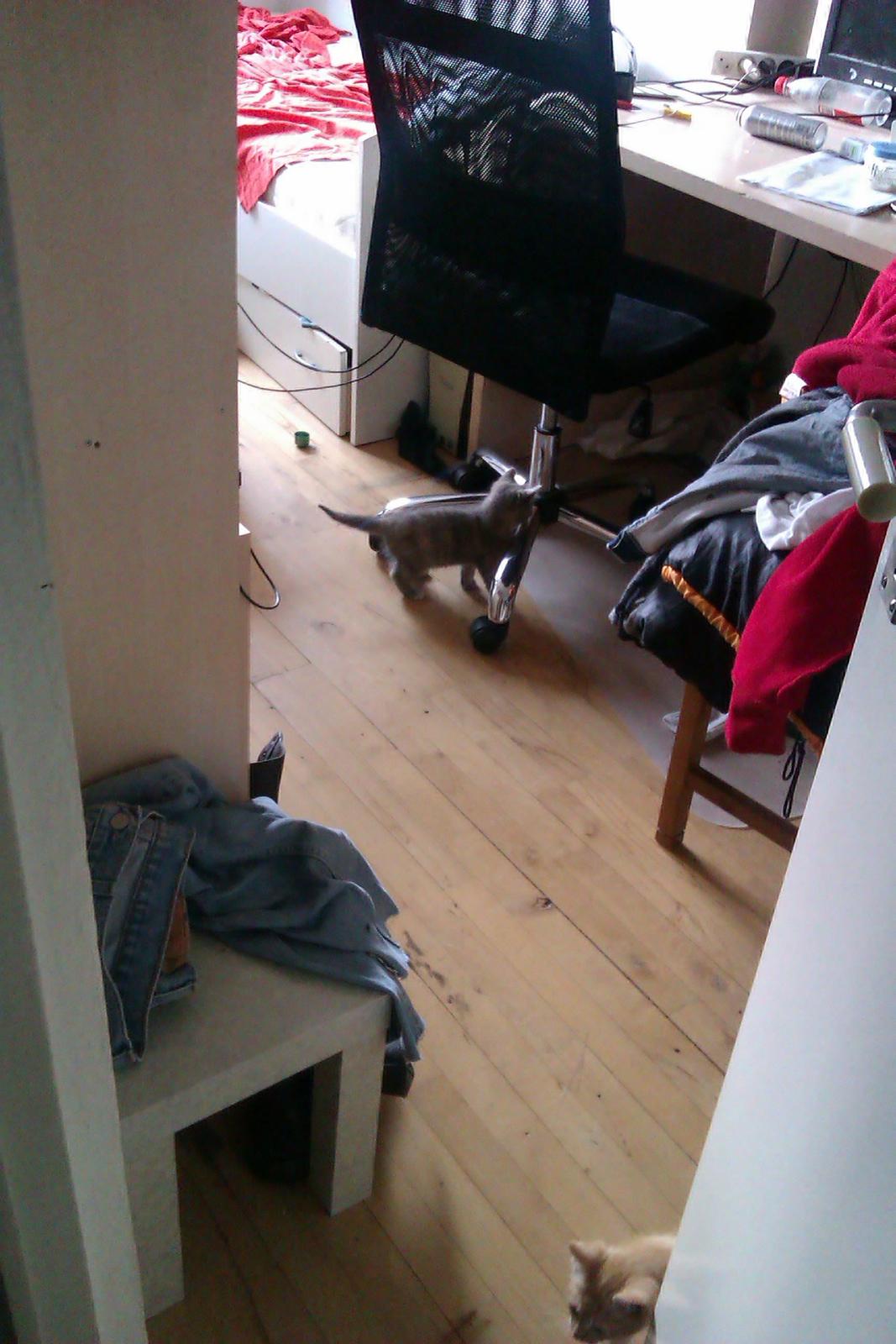 Huskat Thilde billede 6