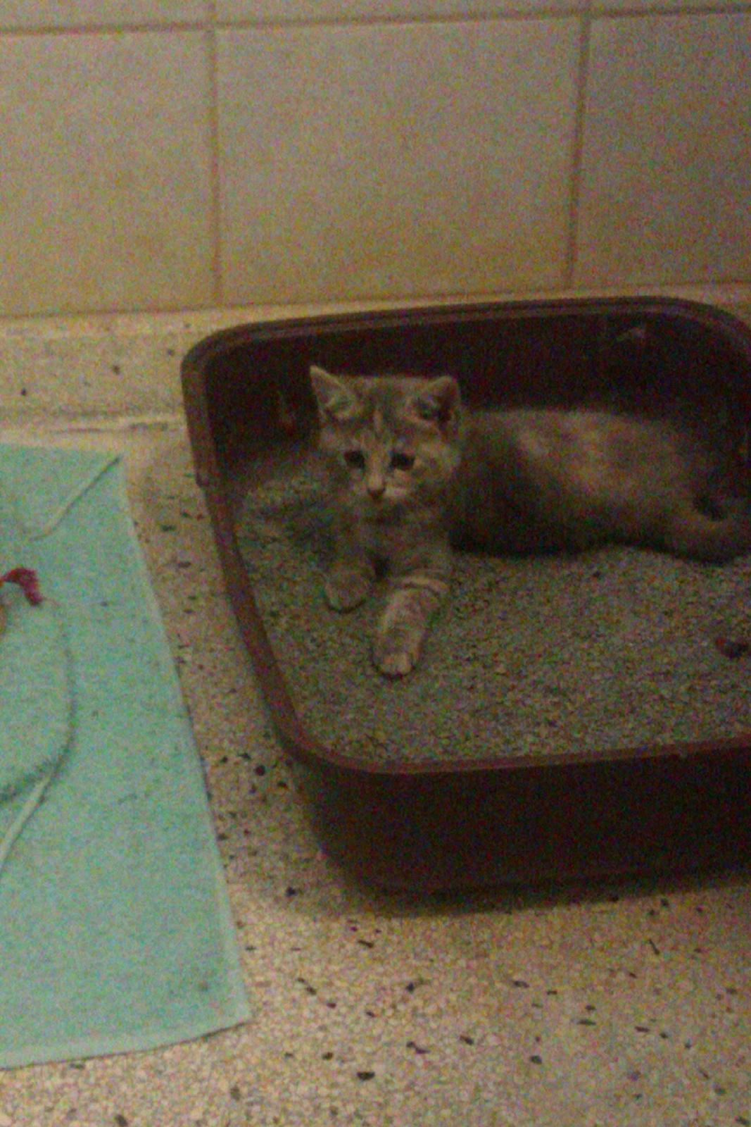 Huskat Thilde billede 7