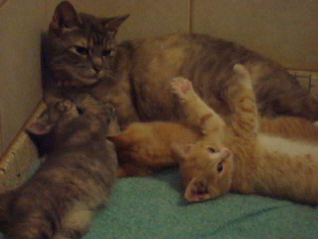 Huskat Trunte billede 2