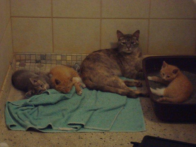 Huskat Trunte billede 3