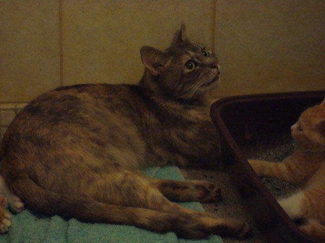 Huskat Trunte billede 4