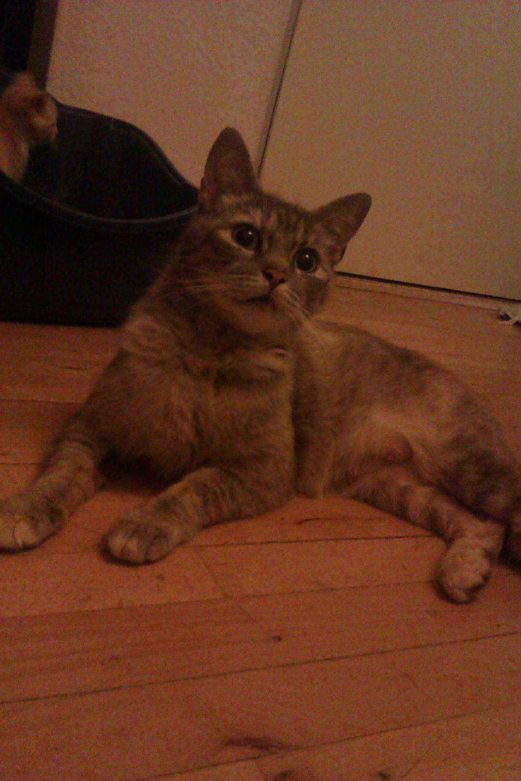 Huskat Trunte billede 1