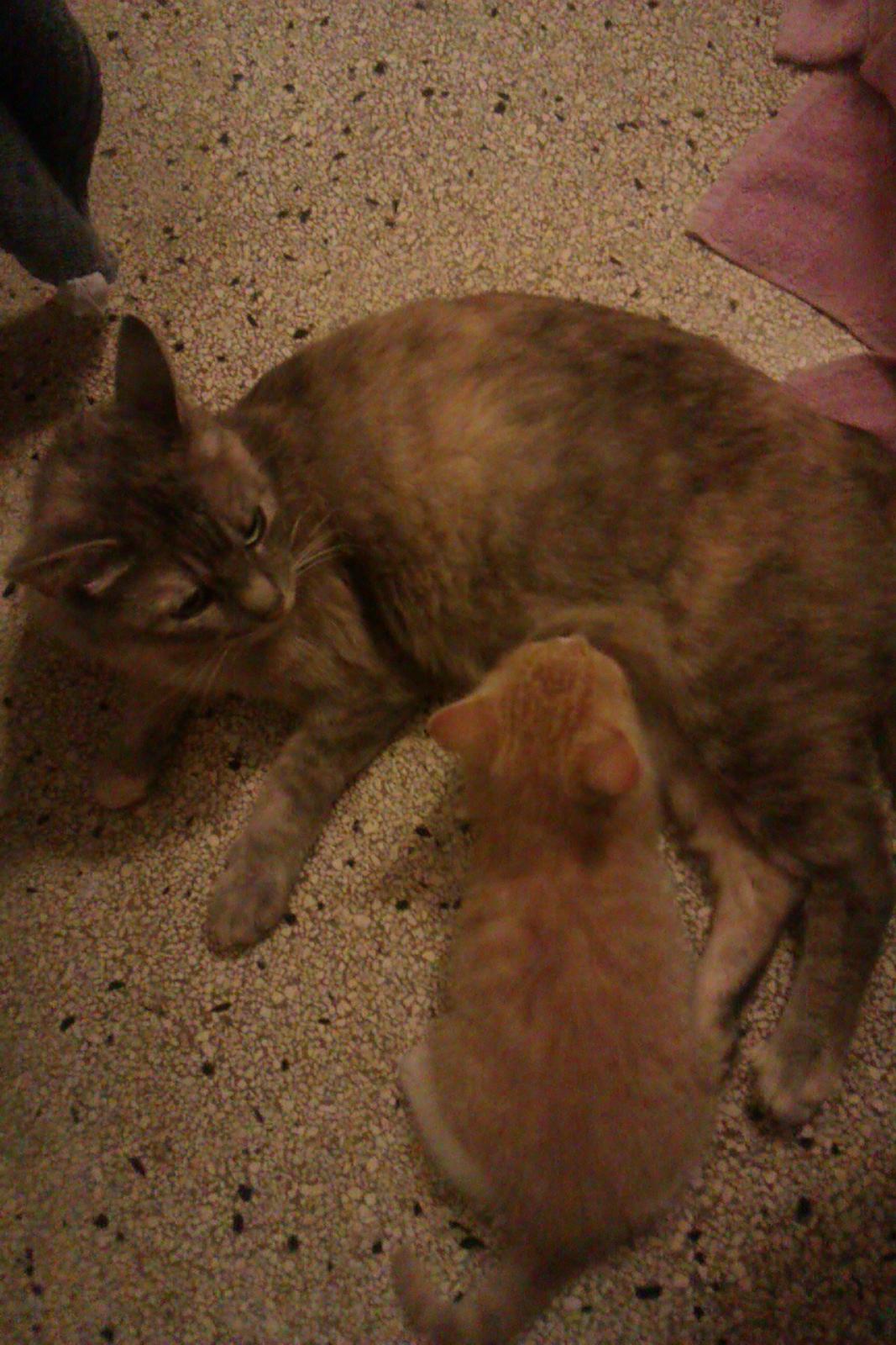 Huskat Trunte billede 5