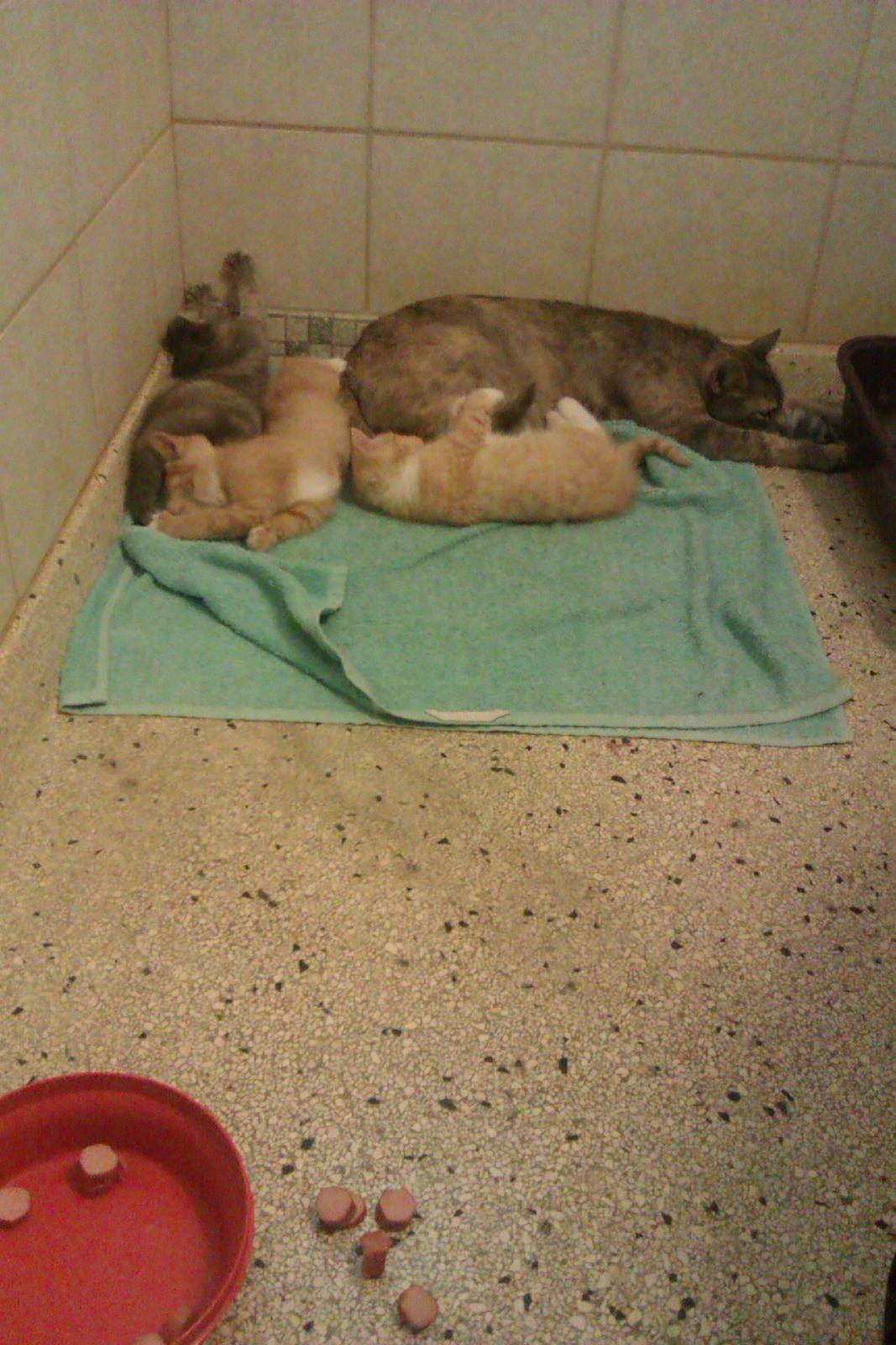 Huskat Trunte billede 6