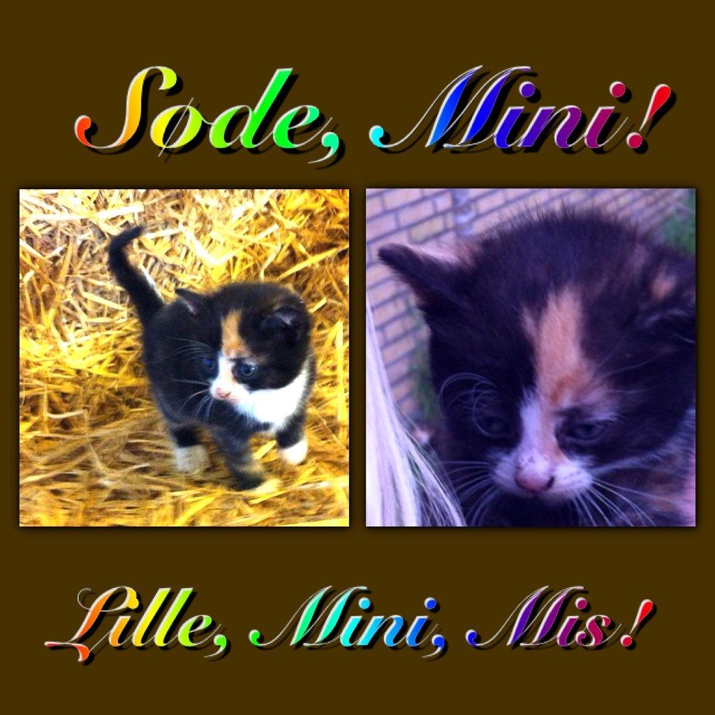 Huskat Mini, mis<3 billede 1