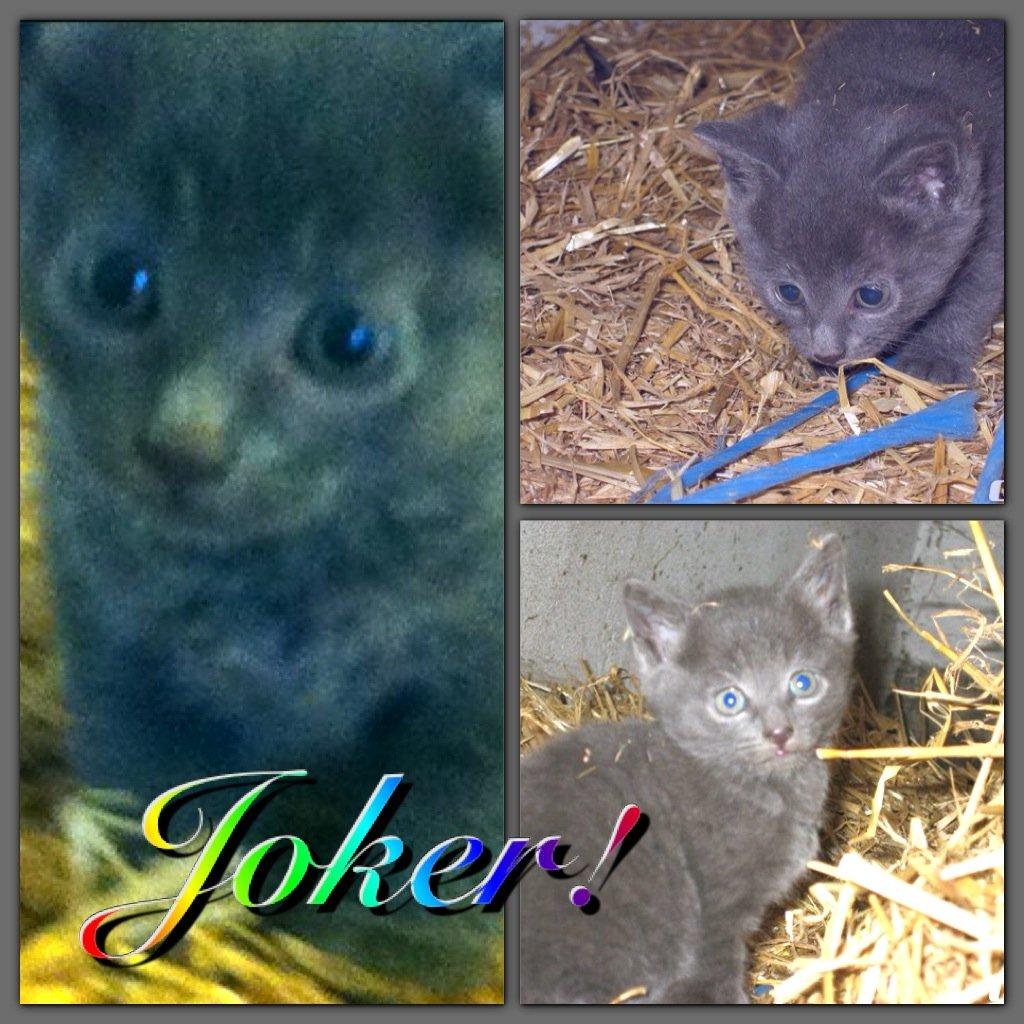 Huskat Joker<3 (Sov sødt min lille nusse<3) R.I.P billede 1