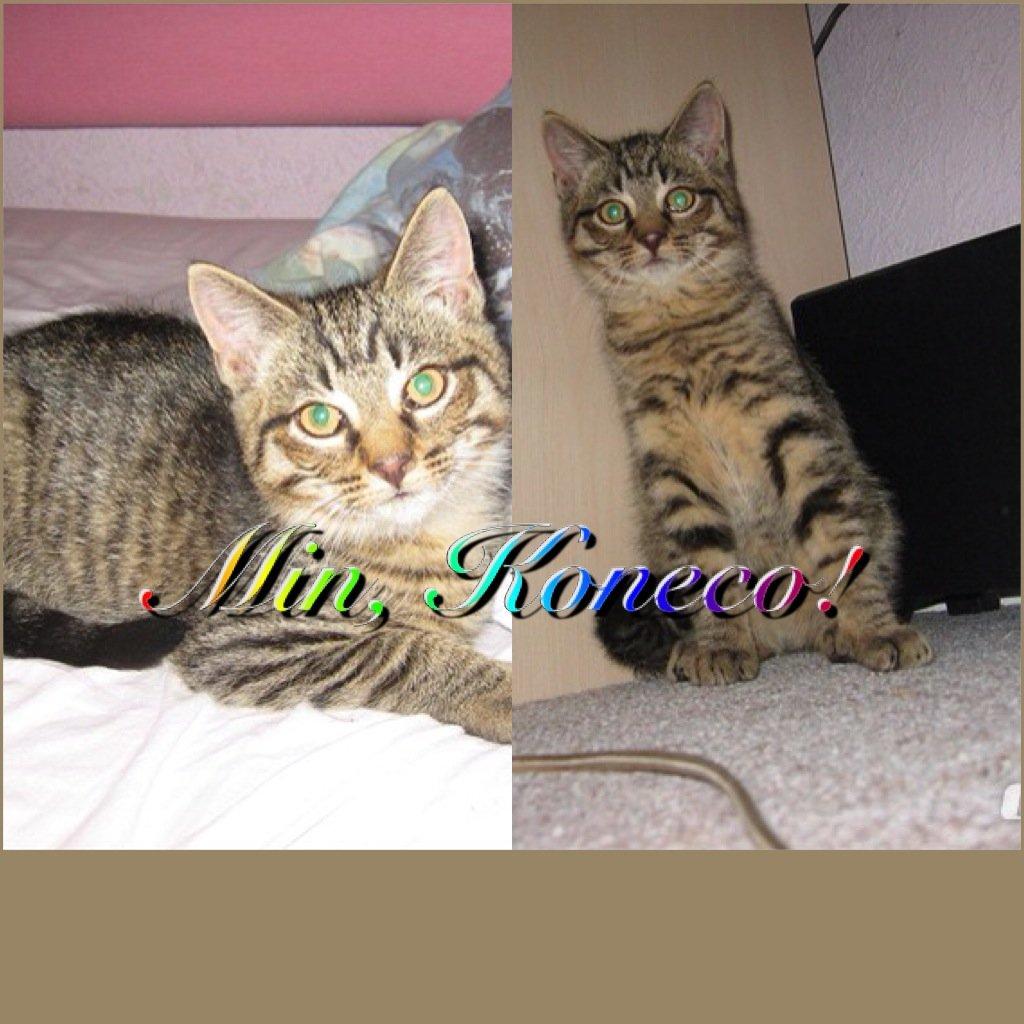 Huskat Koneco billede 1