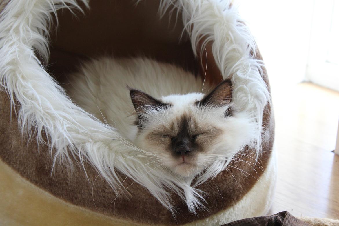 Hellig Birma Mila billede 15