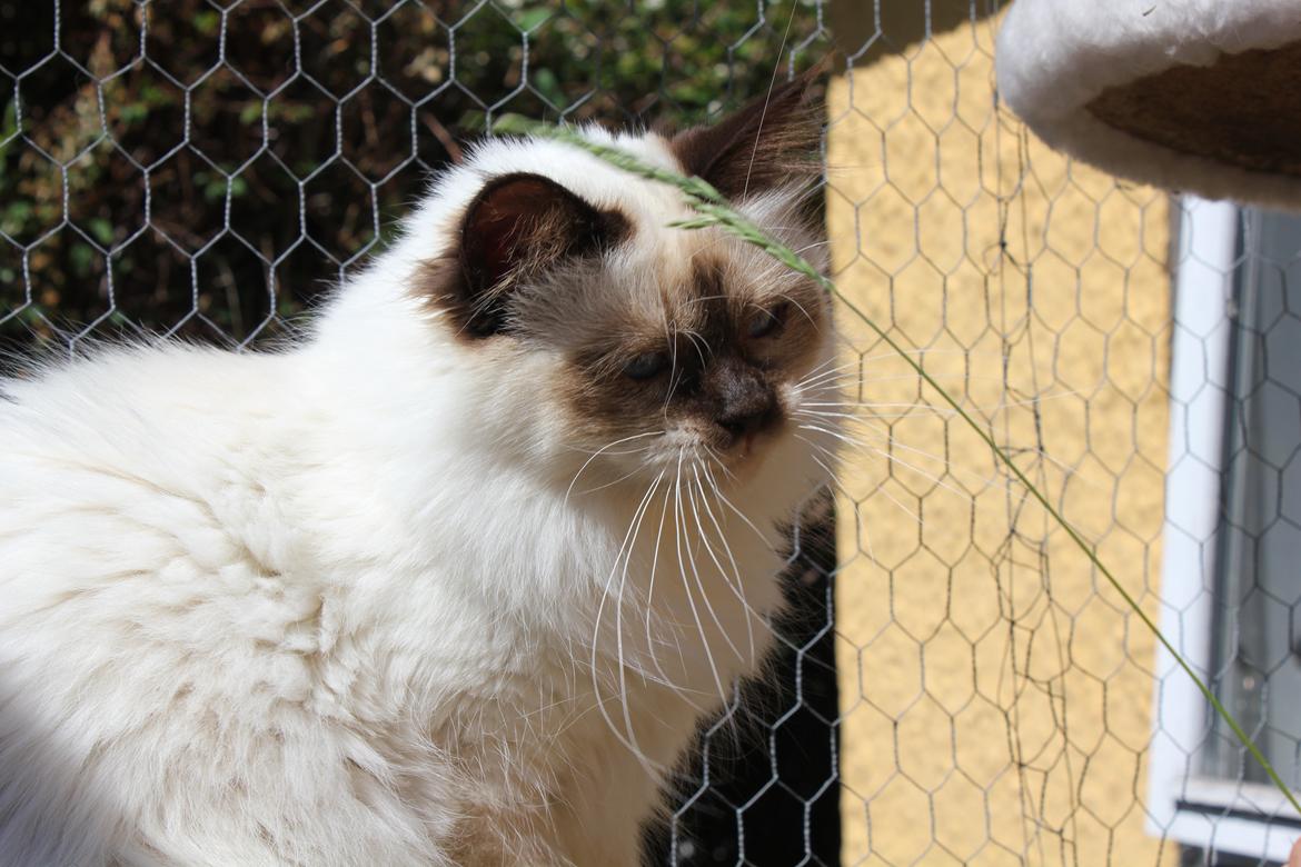 Hellig Birma Mila billede 16