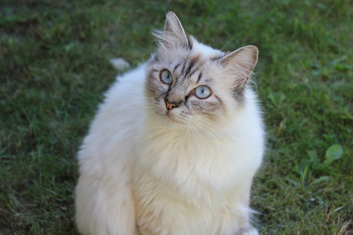 Hellig Birma Luna billede 12