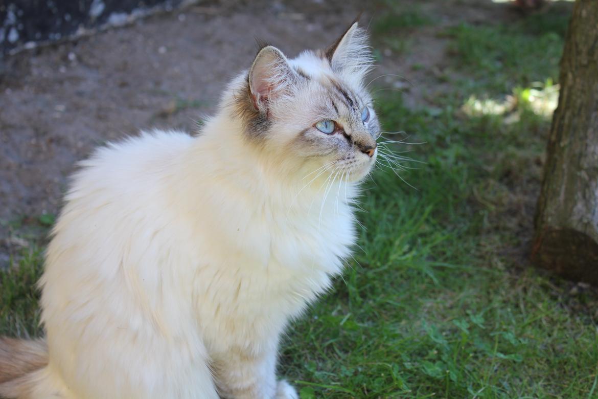 Hellig Birma Luna billede 13