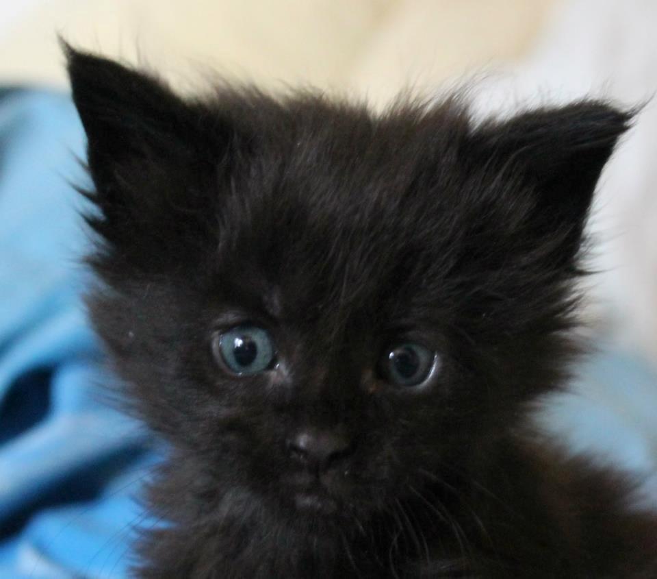 Maine Coon Sunway´s Kinder æg billede 1