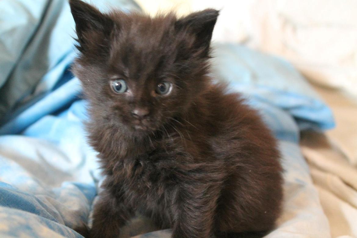 Maine Coon Sunway´s Kinder æg billede 2