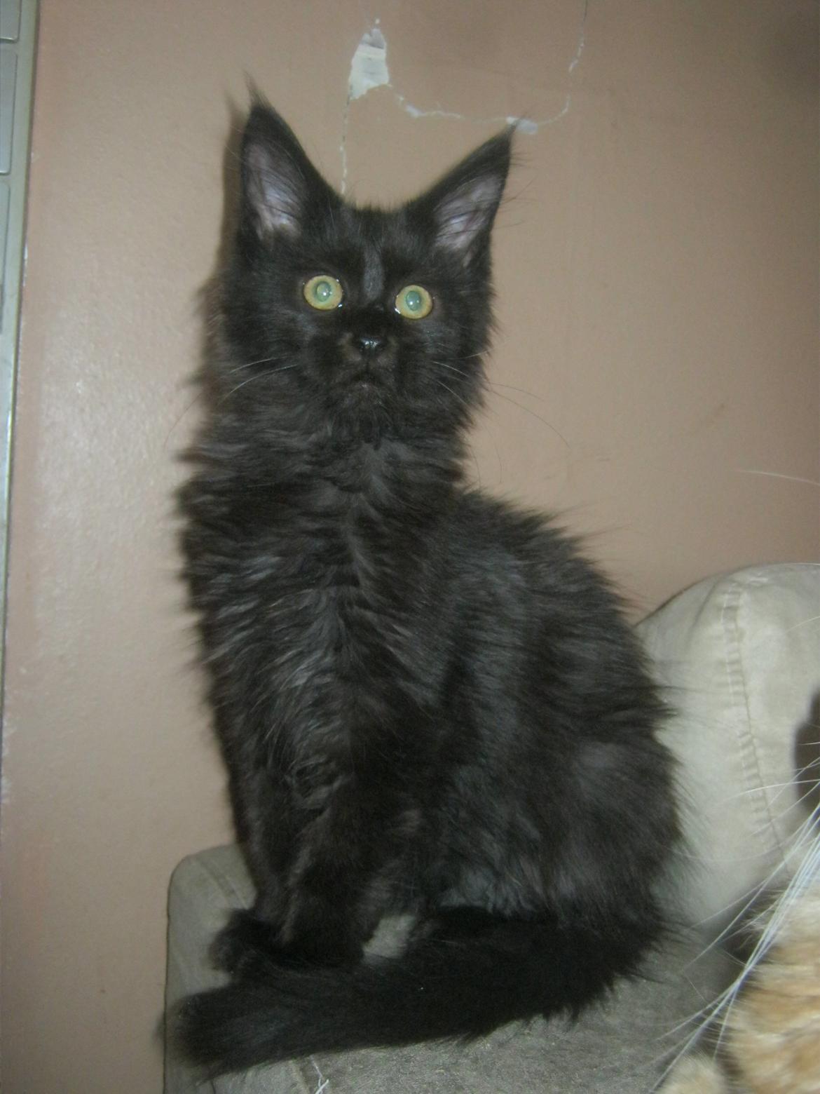 Maine Coon Sunway´s Kinder æg billede 3