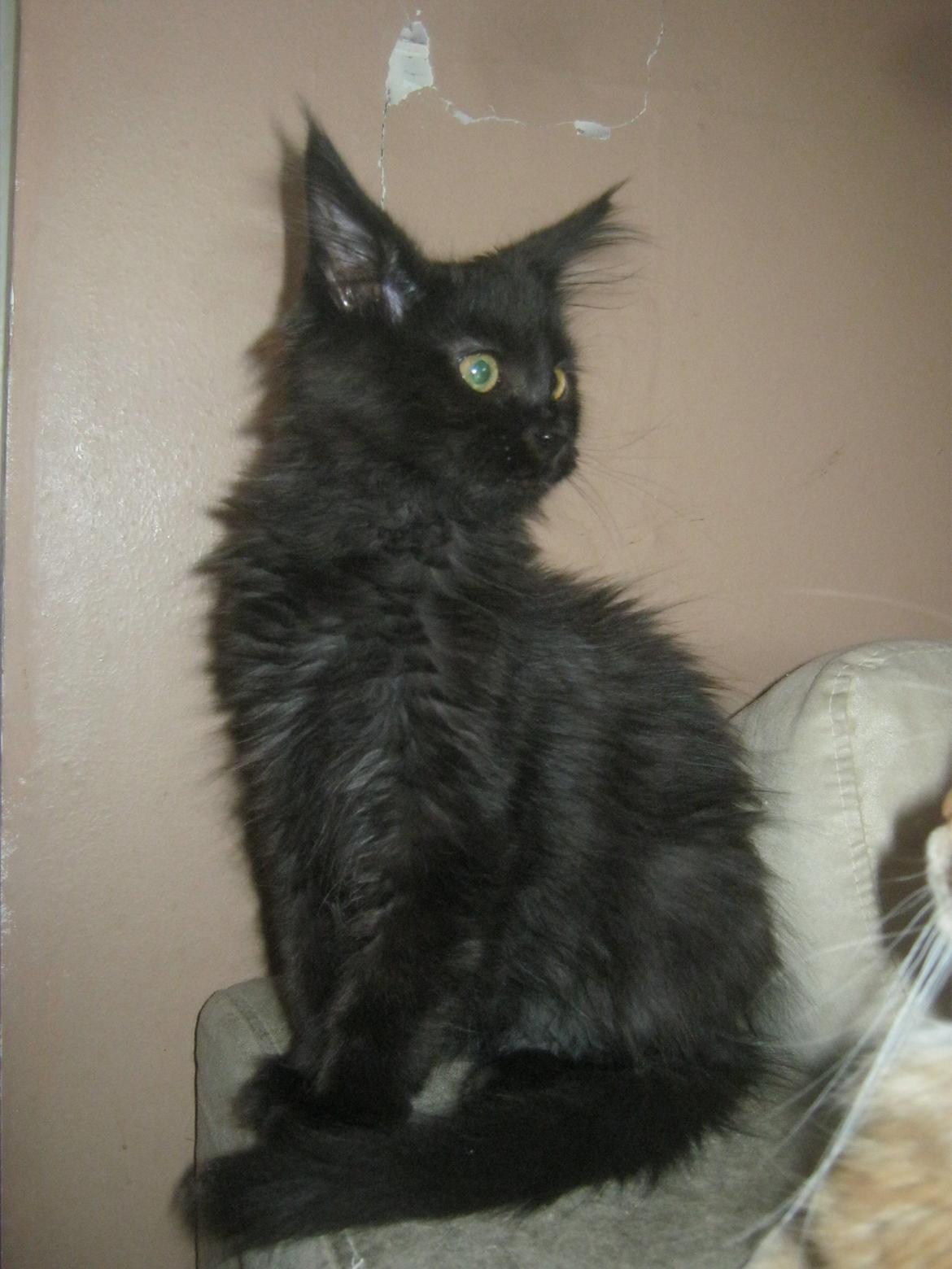 Maine Coon Sunway´s Kinder æg billede 4