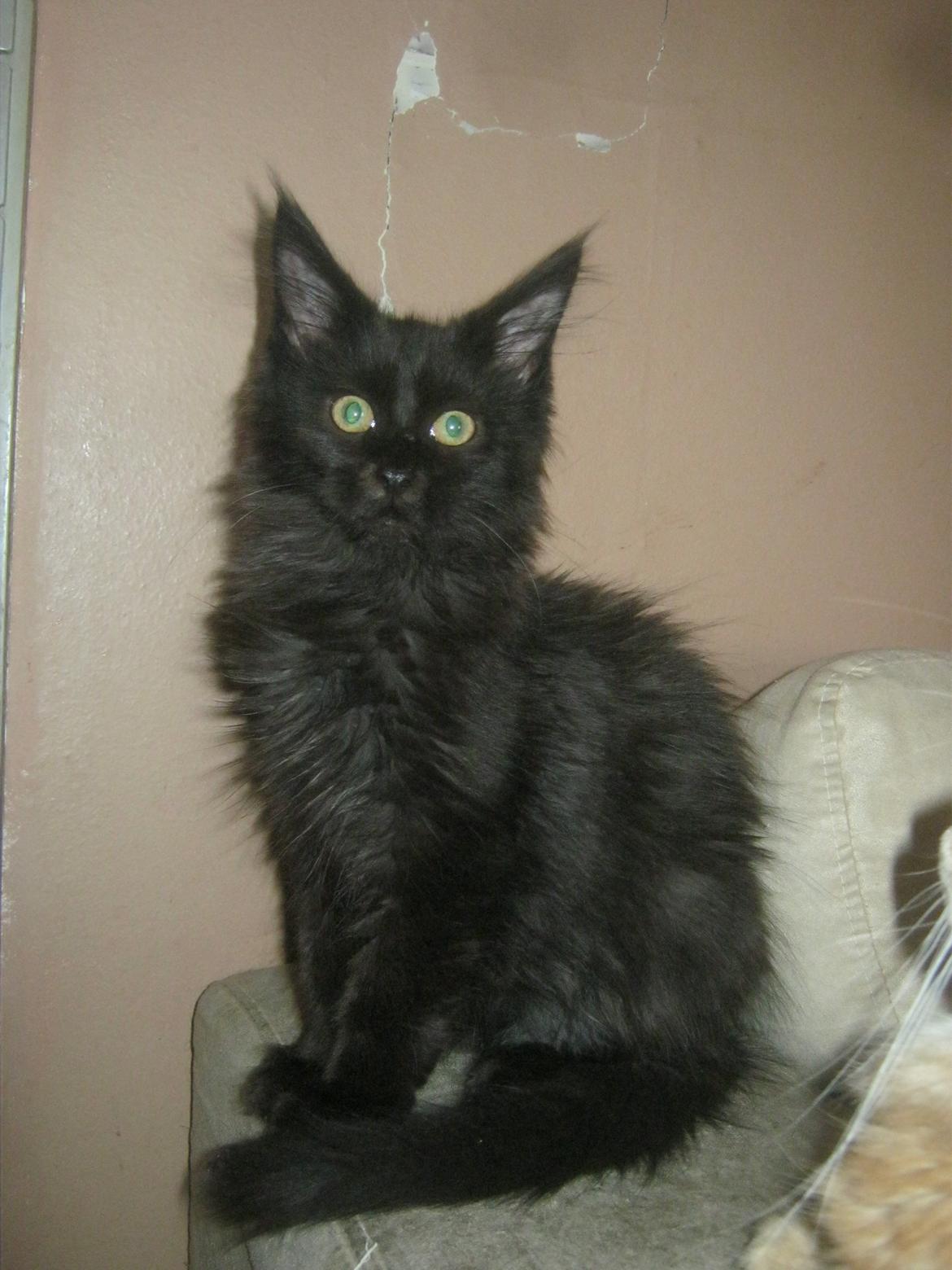 Maine Coon Sunway´s Kinder æg billede 5