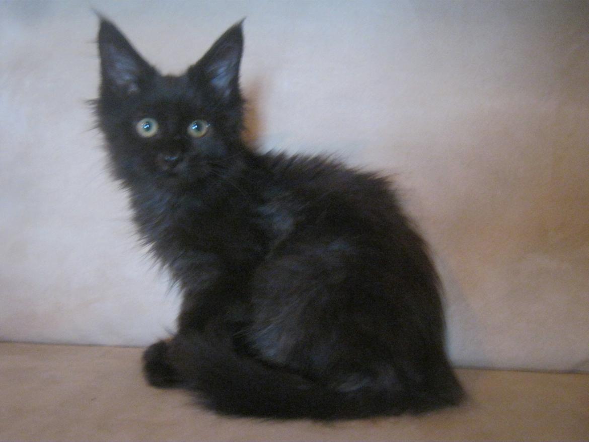 Maine Coon Sunway´s Kinder æg billede 6