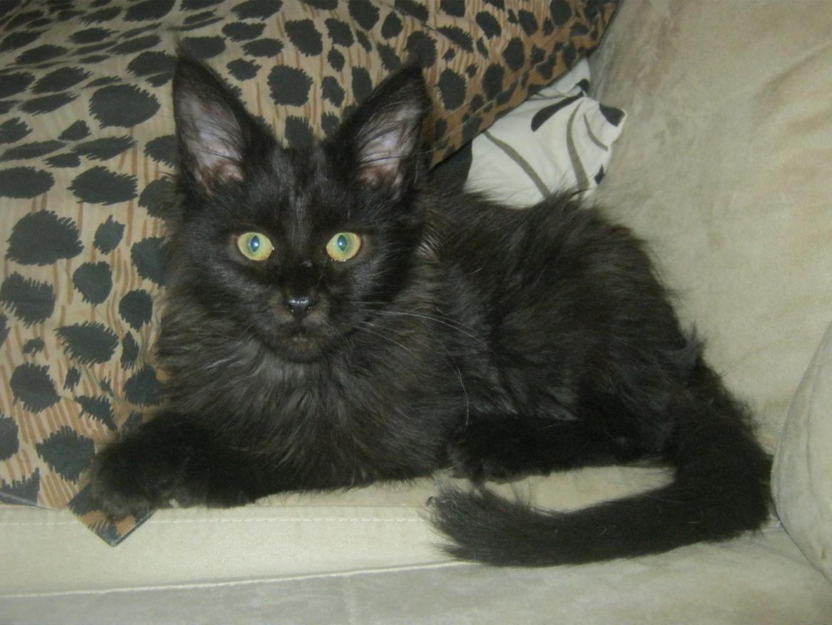 Maine Coon Sunway´s Kinder æg billede 7