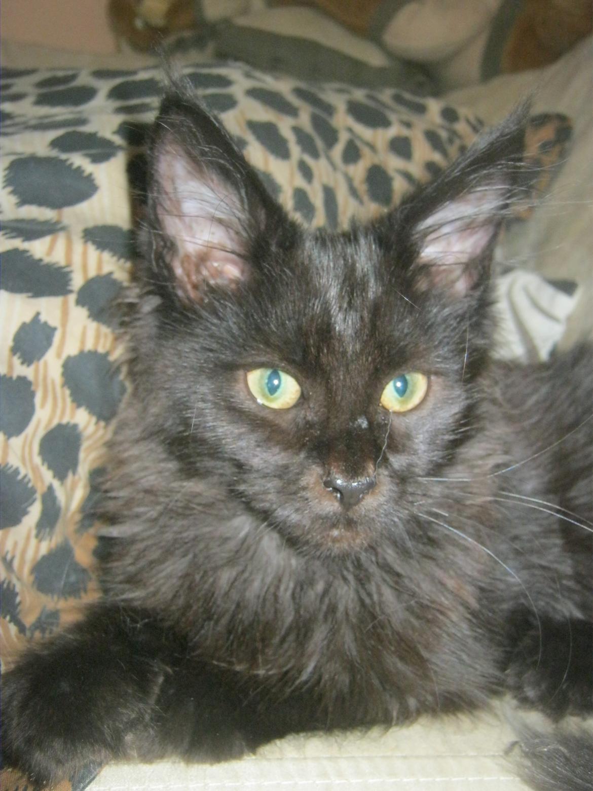 Maine Coon Sunway´s Kinder æg billede 8