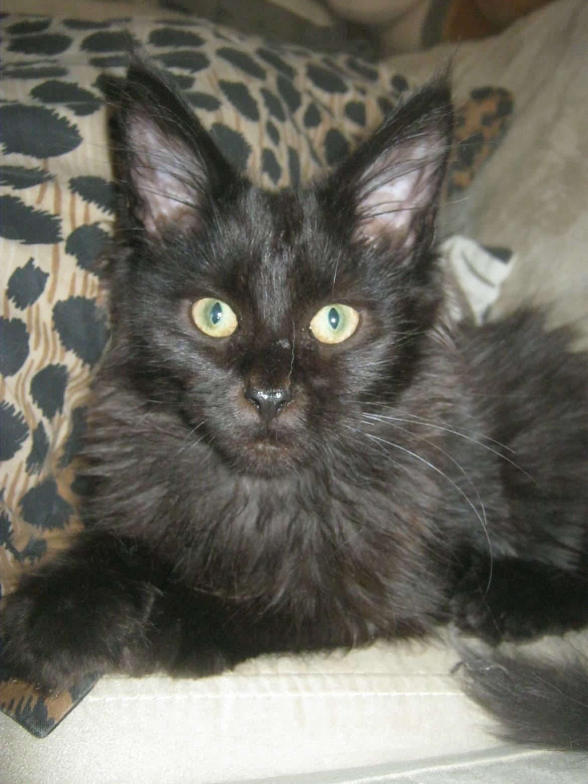 Maine Coon Sunway´s Kinder æg billede 9