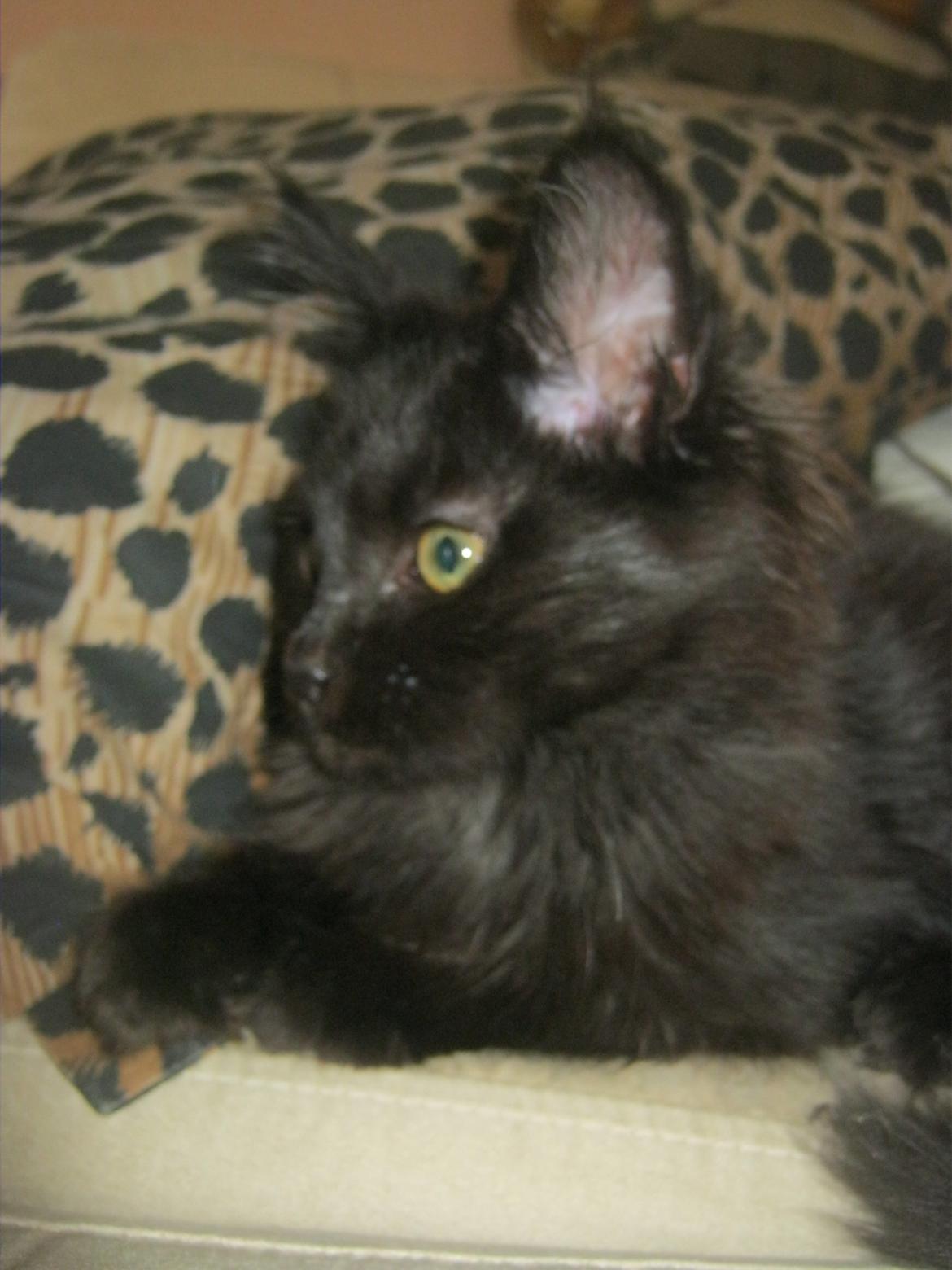 Maine Coon Sunway´s Kinder æg billede 10