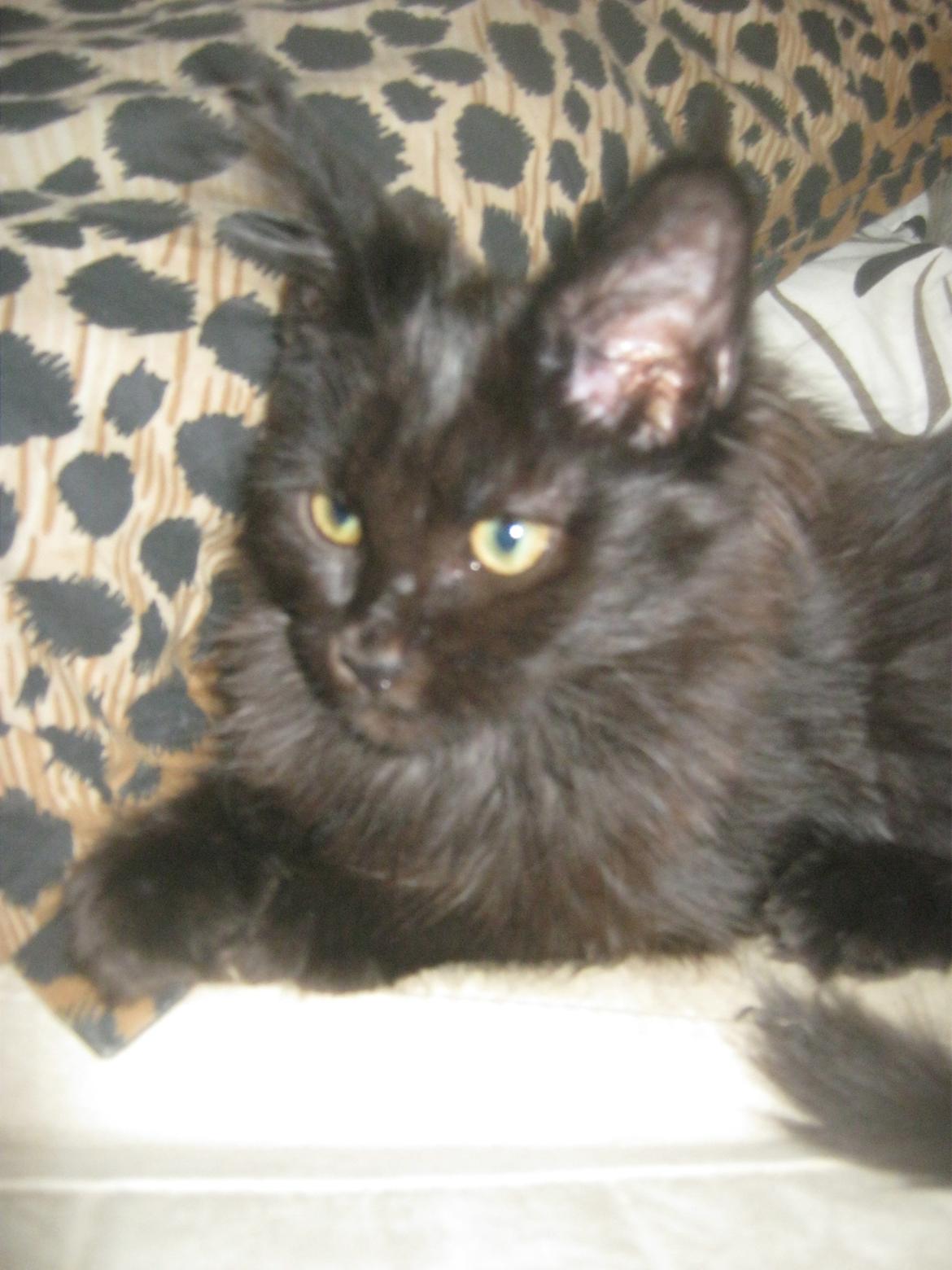 Maine Coon Sunway´s Kinder æg billede 11