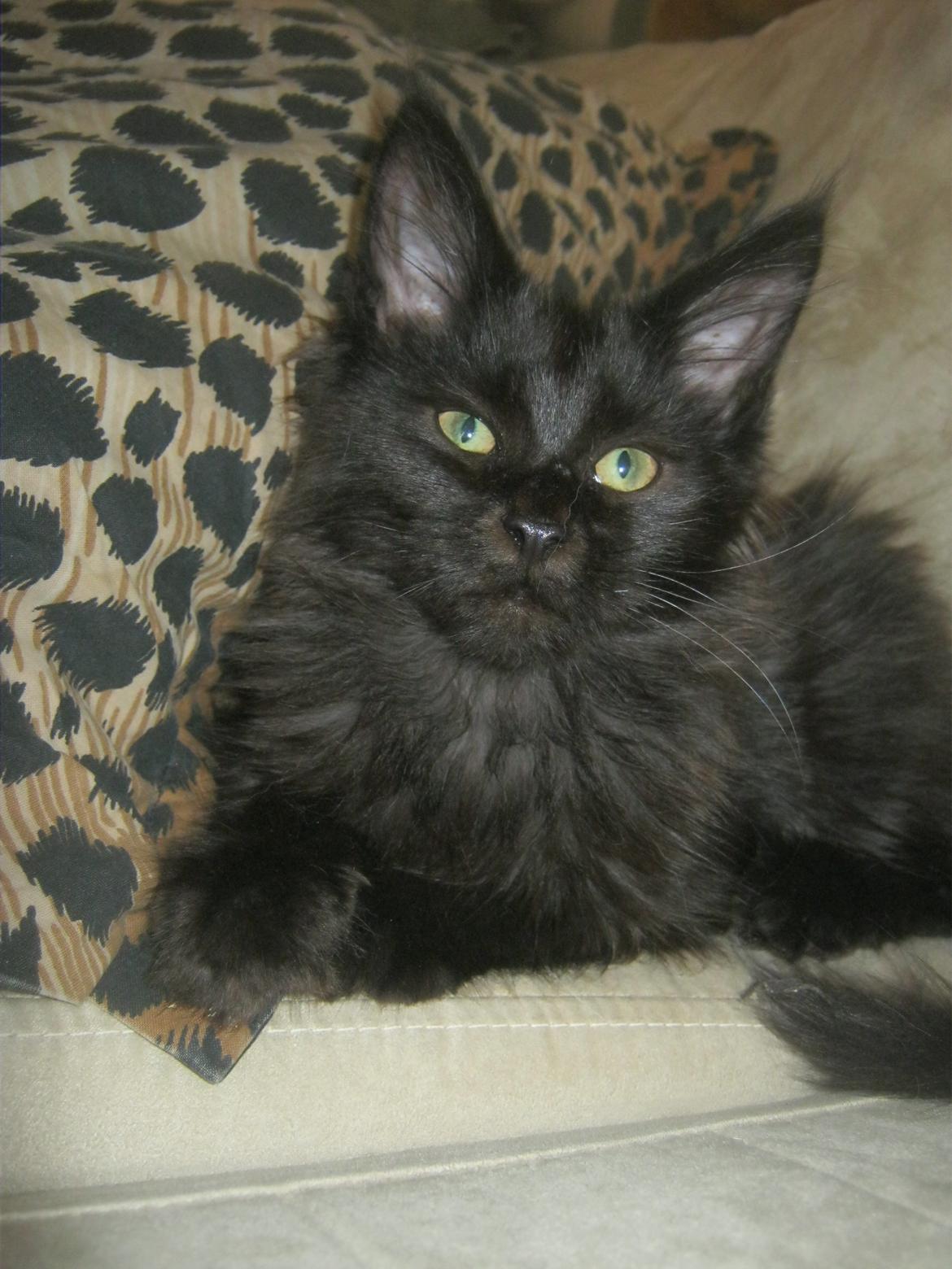 Maine Coon Sunway´s Kinder æg billede 12