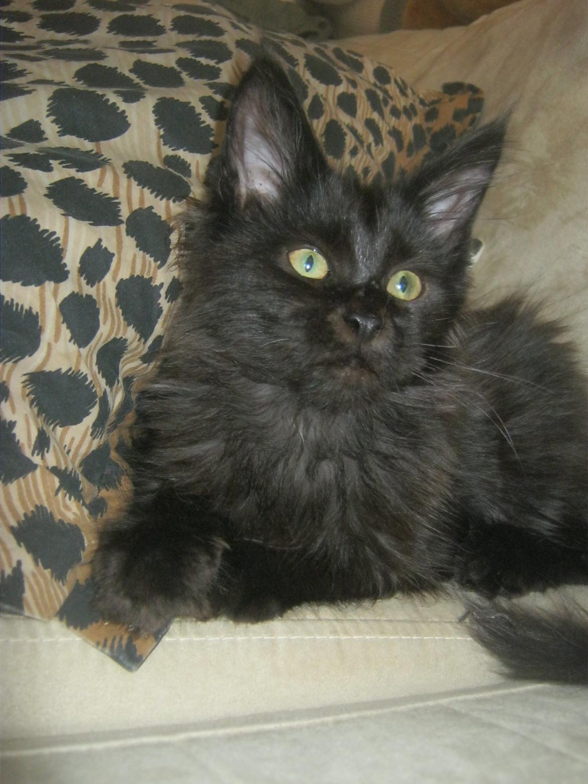 Maine Coon Sunway´s Kinder æg billede 13