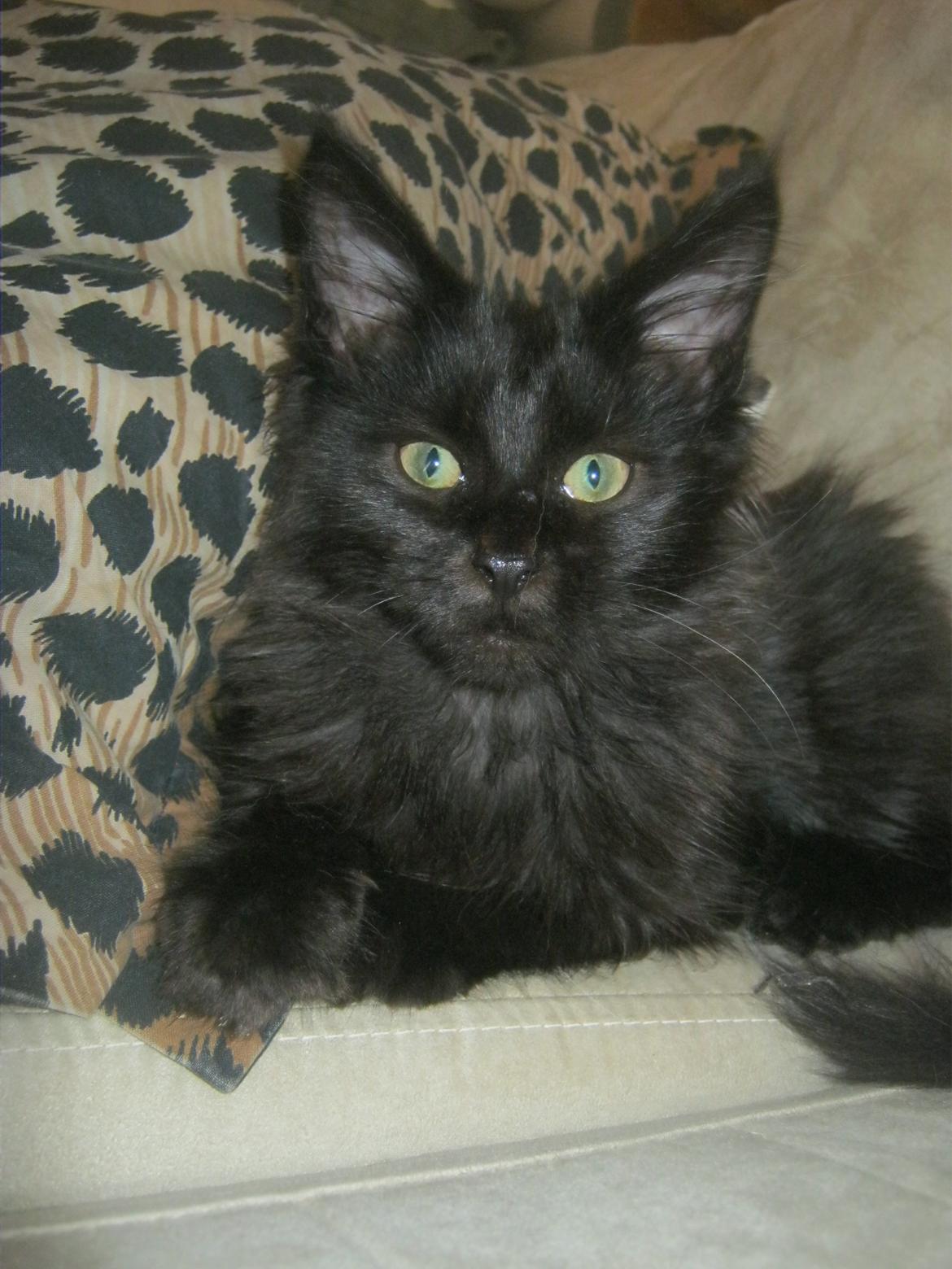 Maine Coon Sunway´s Kinder æg billede 14