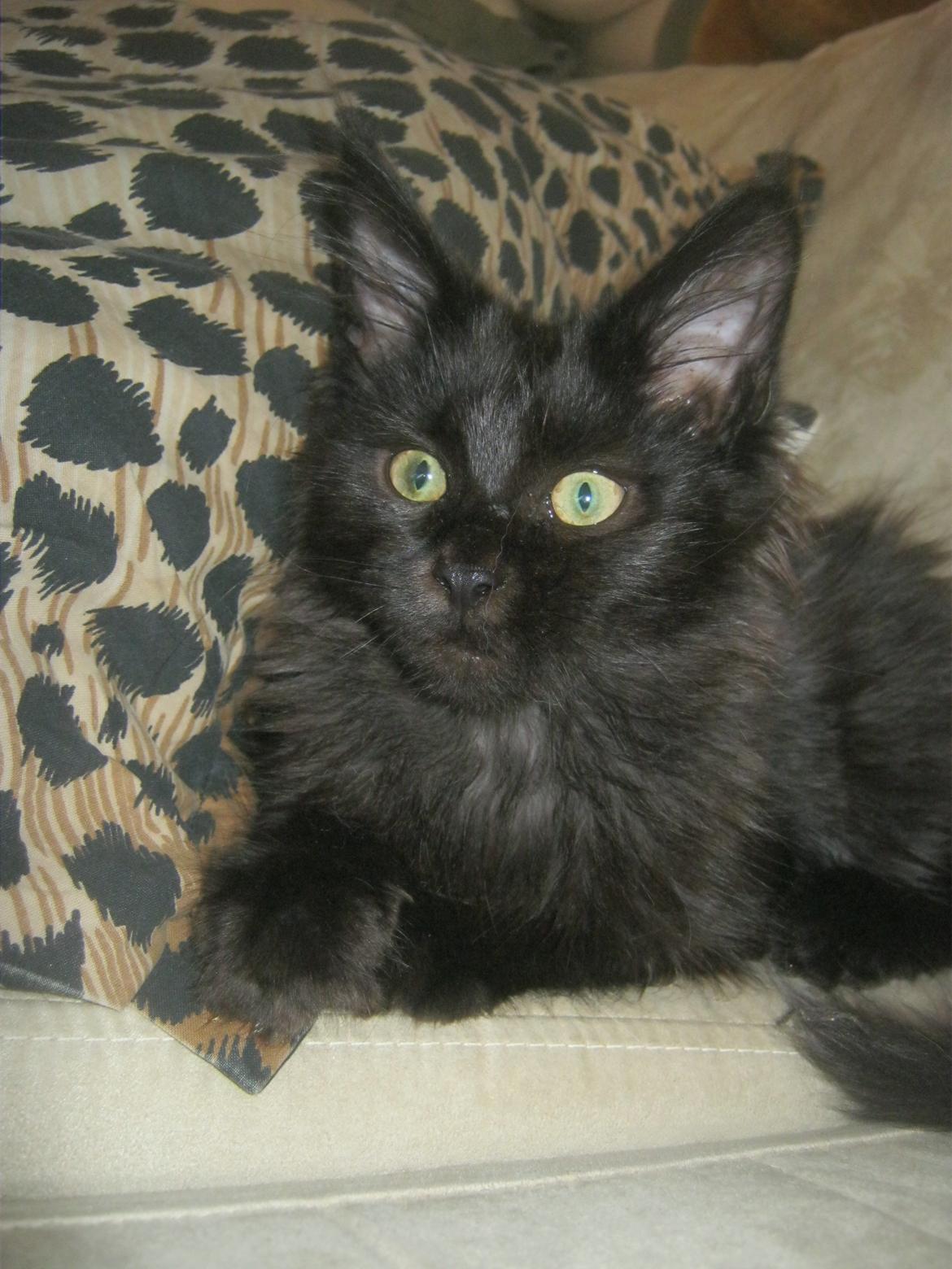 Maine Coon Sunway´s Kinder æg billede 15