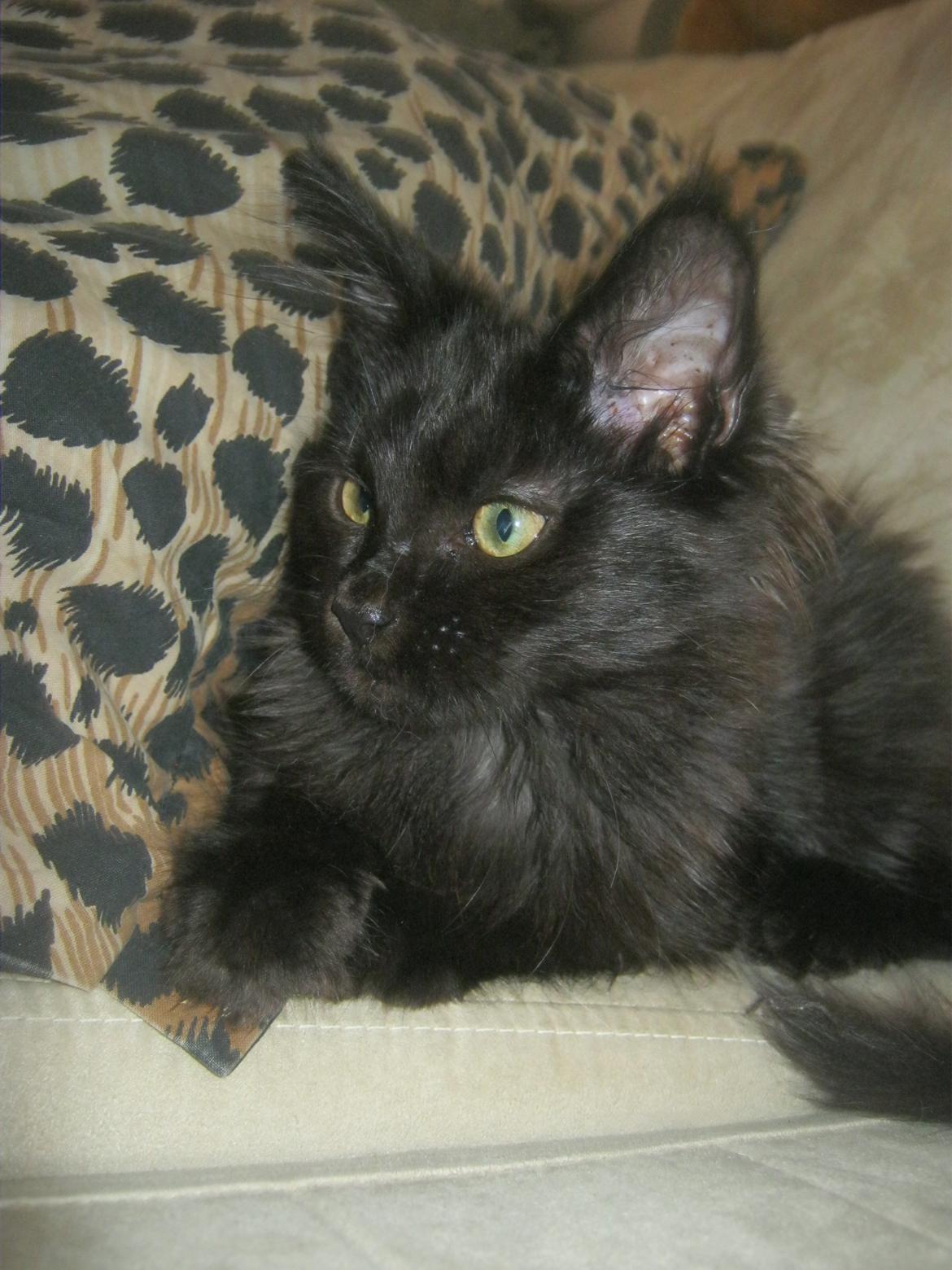 Maine Coon Sunway´s Kinder æg billede 16