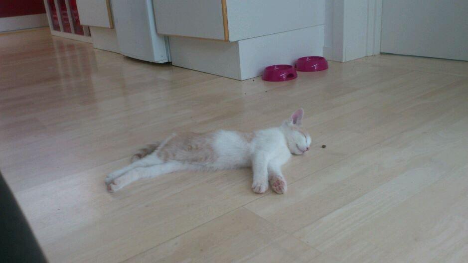 Blanding af racer Felix billede 4