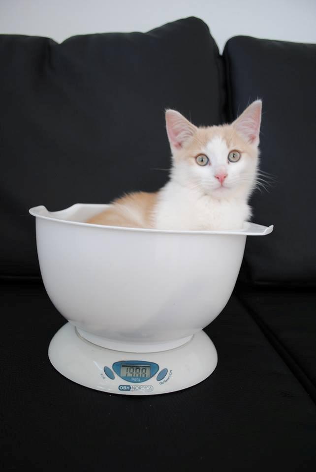 Blanding af racer Felix billede 2