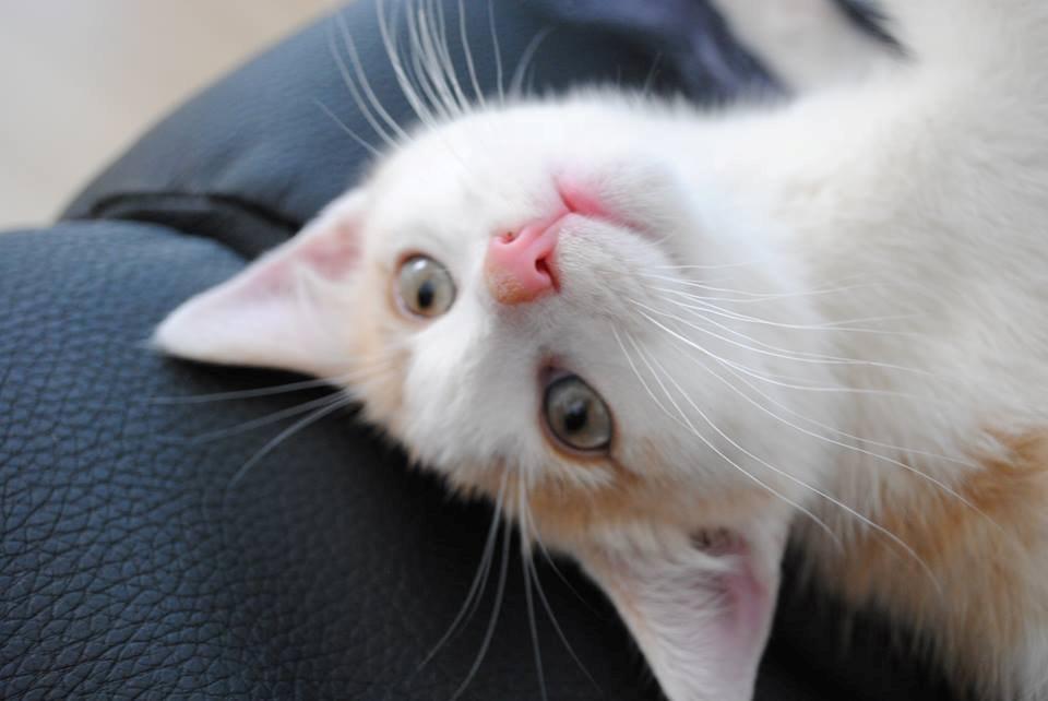 Blanding af racer Felix billede 5