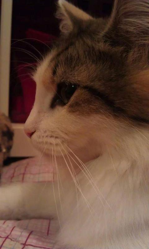 Blanding af racer Nala billede 1