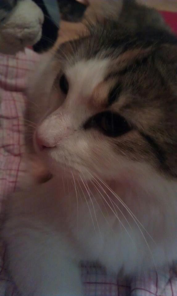 Blanding af racer Nala billede 2