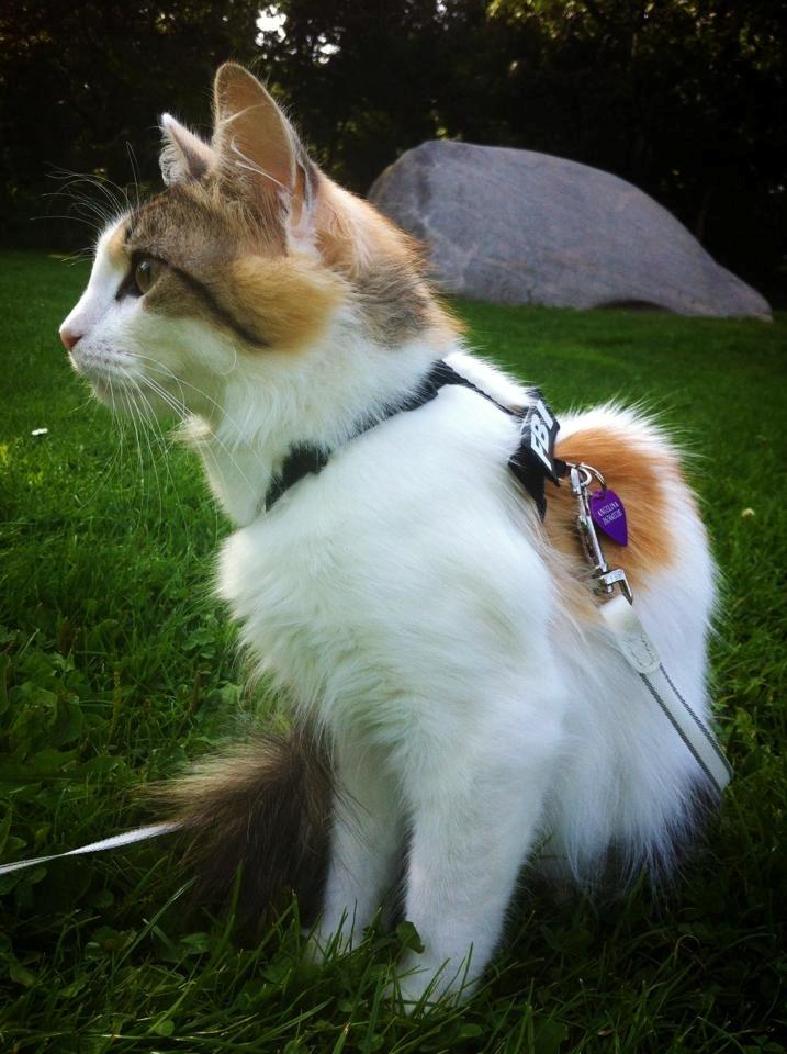 Blanding af racer Nala - Ude på tur (: billede 3