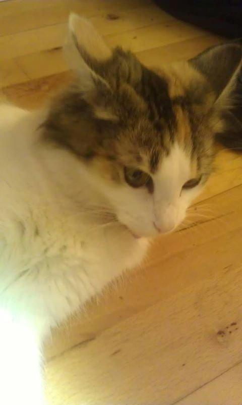 Blanding af racer Nala - Sur, sur, sur, lille bi omkring... billede 4