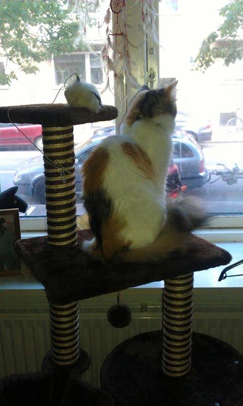 Blanding af racer Nala billede 5