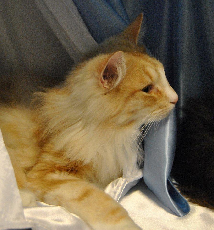 Norsk Skovkat CH Prinz Tjorven of Stellenbosch*D billede 17