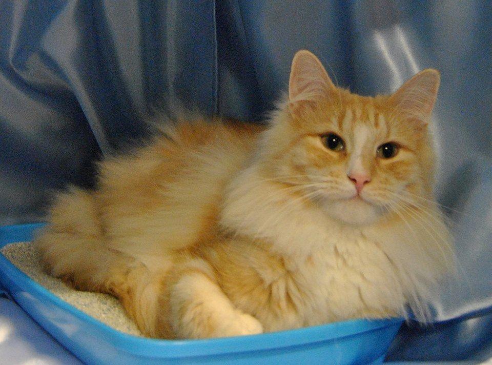 Norsk Skovkat CH Prinz Tjorven of Stellenbosch*D billede 14