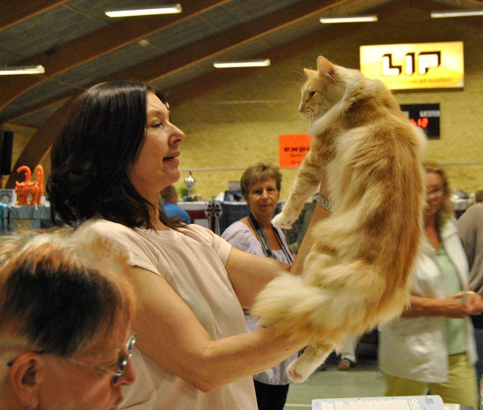 Norsk Skovkat CH Prinz Tjorven of Stellenbosch*D billede 16