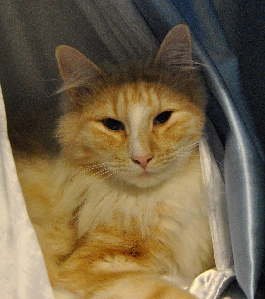 Norsk Skovkat CH Prinz Tjorven of Stellenbosch*D billede 18