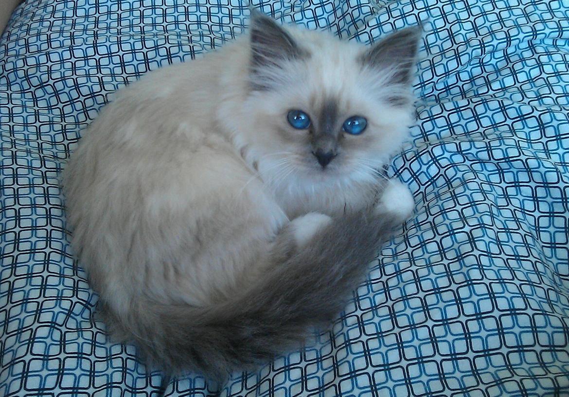 Hellig Birma DK Bandit's Liva billede 1