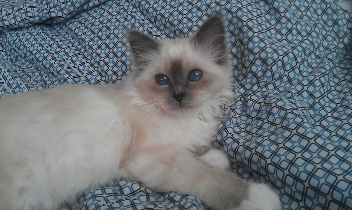 Hellig Birma DK Bandit's Liva billede 2