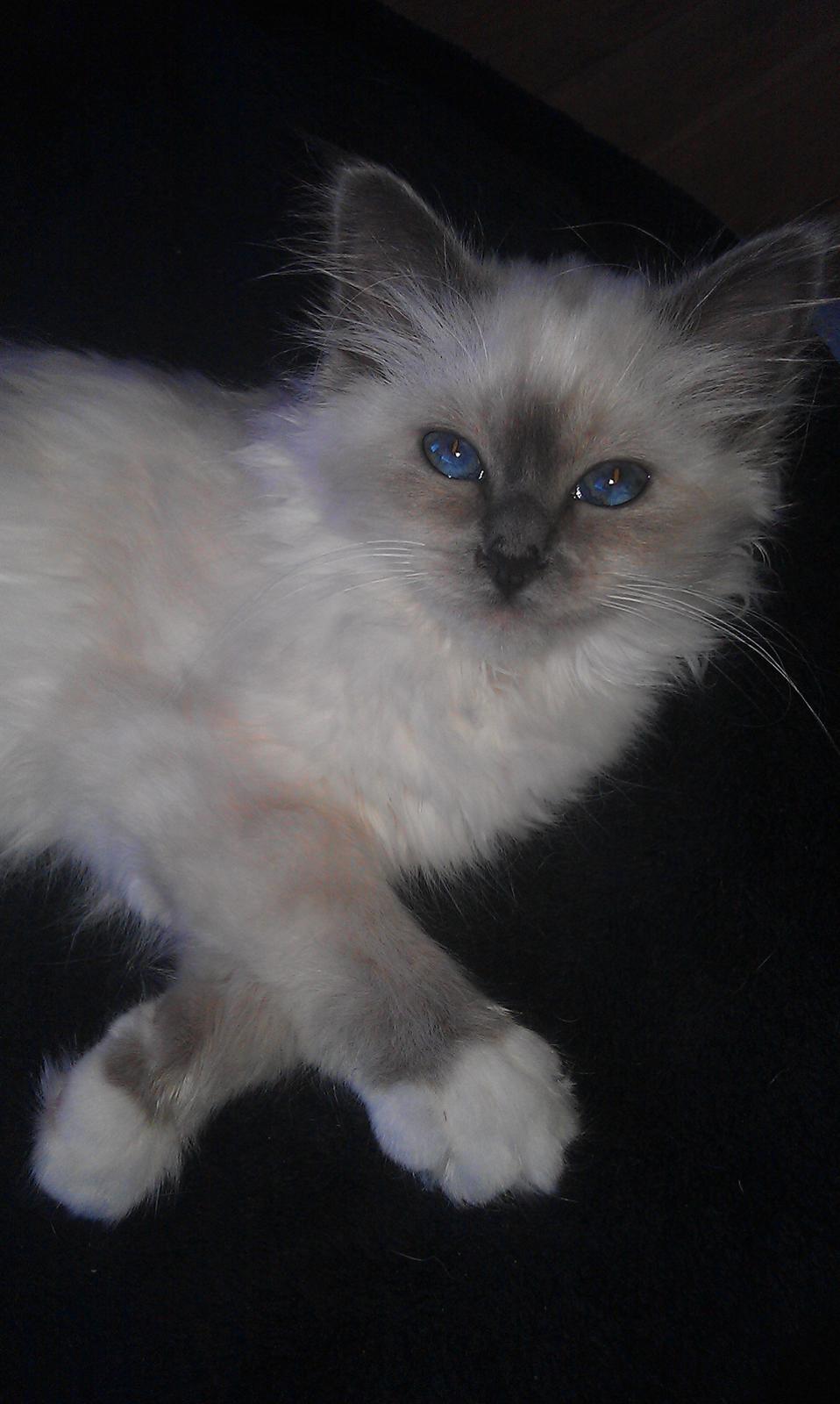 Hellig Birma DK Bandit's Liva billede 3