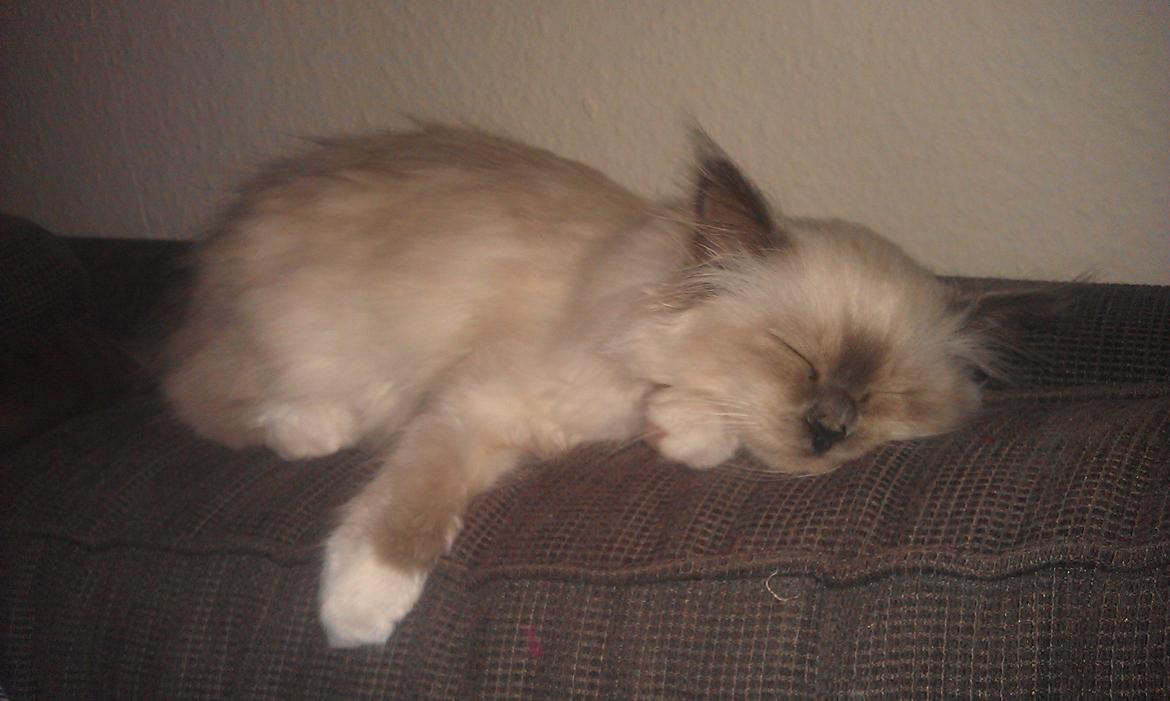 Hellig Birma DK Bandit's Liva billede 4