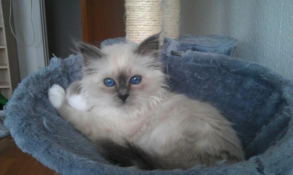 Hellig Birma DK Bandit's Liva billede 5